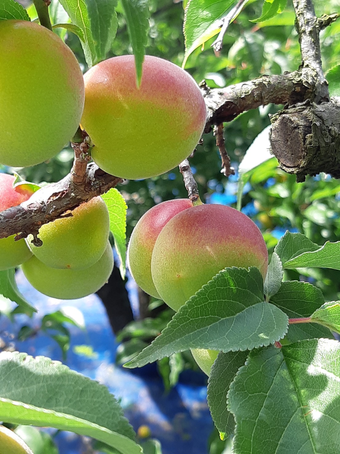 【Wellnessプロジェクト】6.13 第3回 和歌山の魅力オンラインセミナー〜紀州南高梅〜